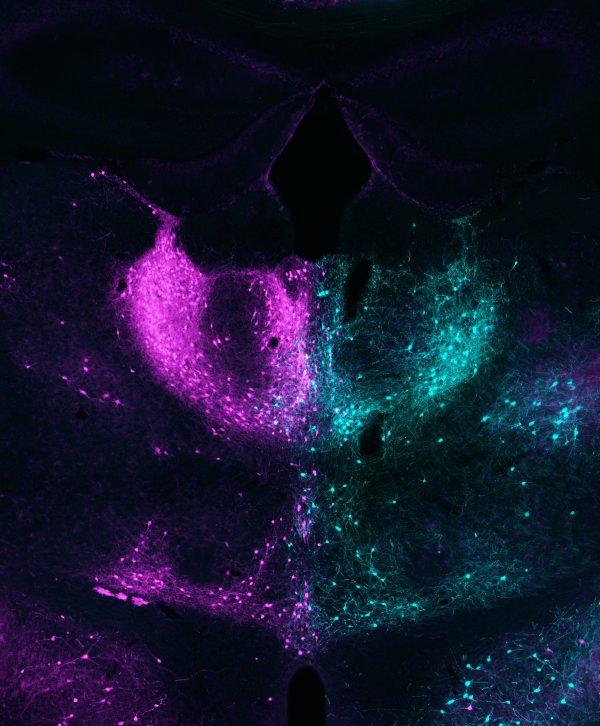 Marco Tripodi research image Marco Tripodi research image