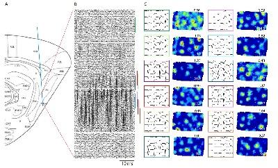 Waveforms of medial entorhinal cortical cells