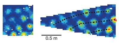 Grid cells in strong and weak patterns