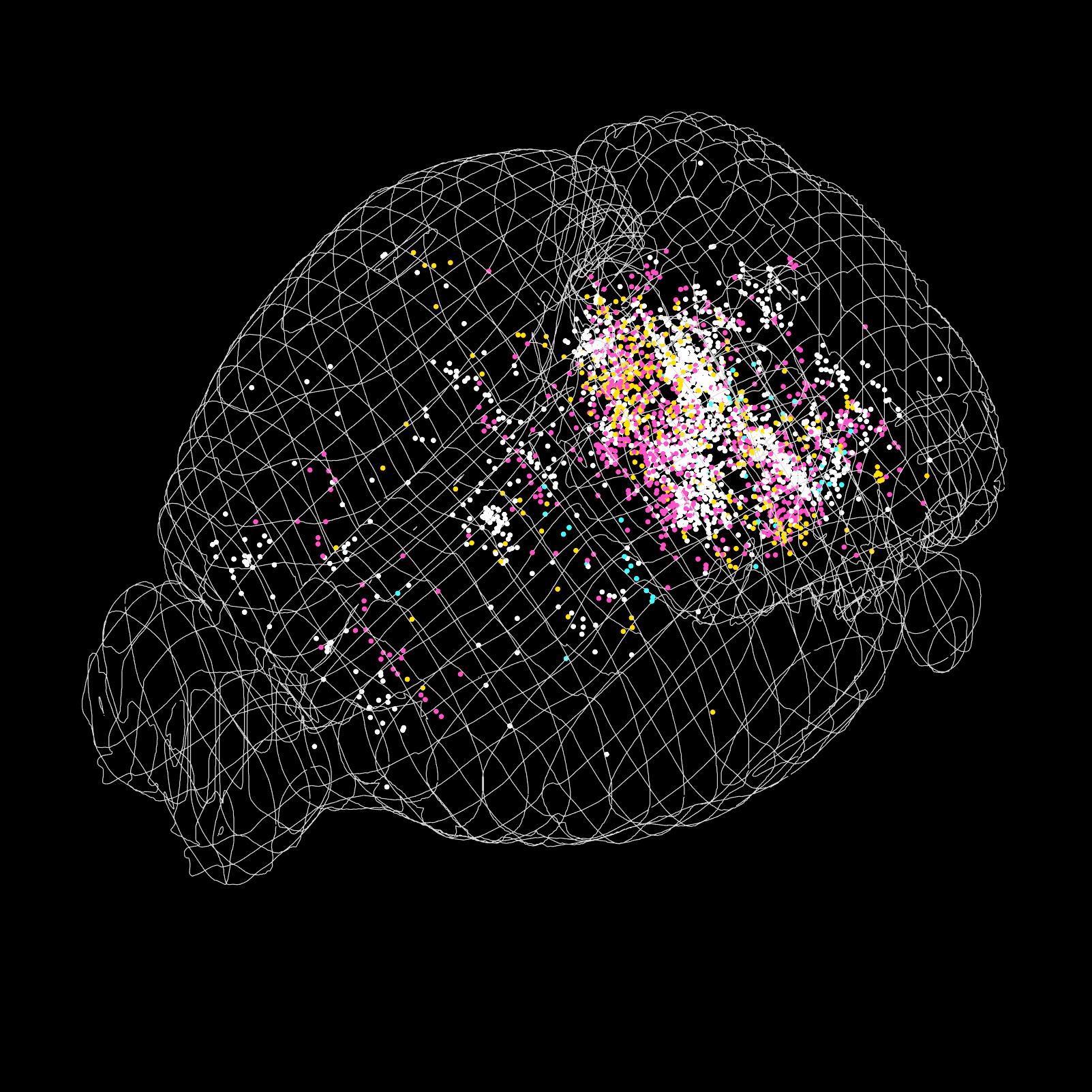Neurons in mouse brain that directly innervate postural circuits