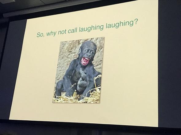 Baby gorilla laughing