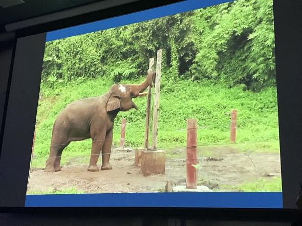 Elephant mouth mirror