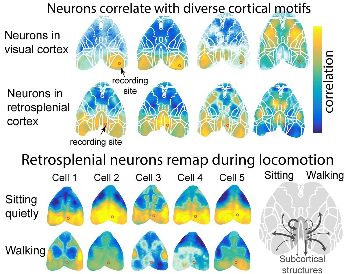 Neurons correlate with diverse cortical motifs