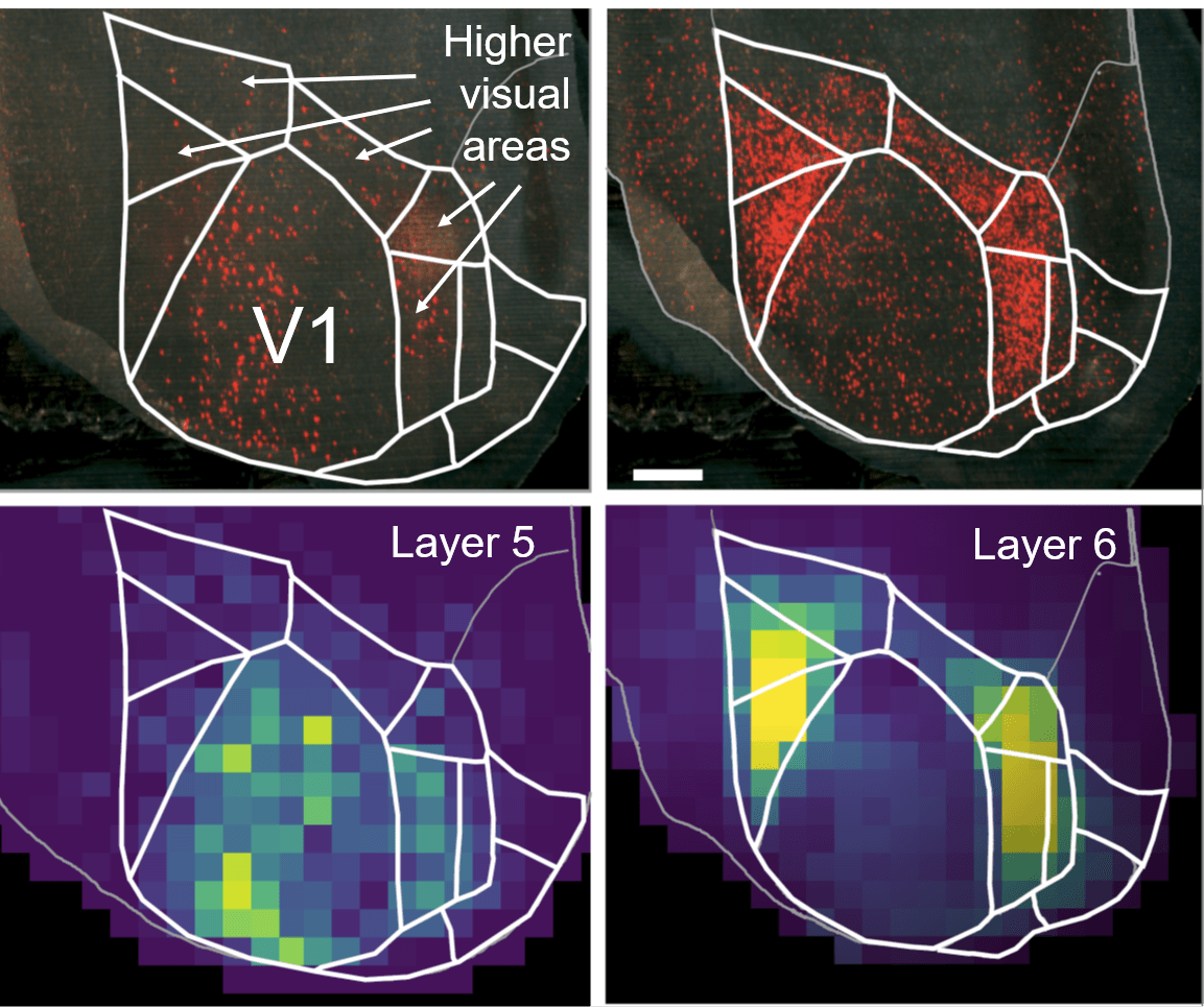 Mouse primary and higher visual areas seen from the top