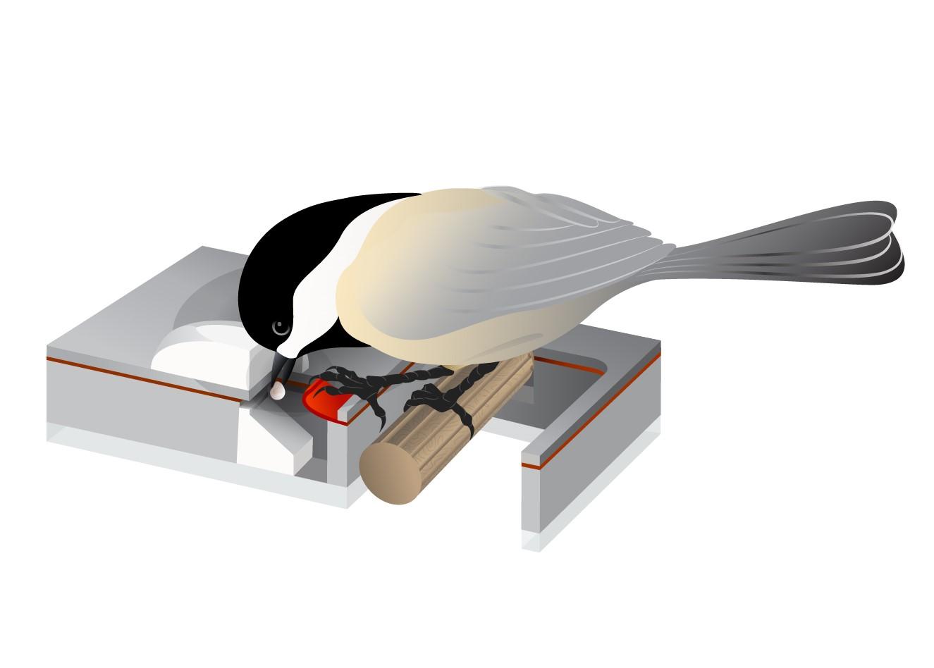 Dmitriy Julia Kuhl bird artwork