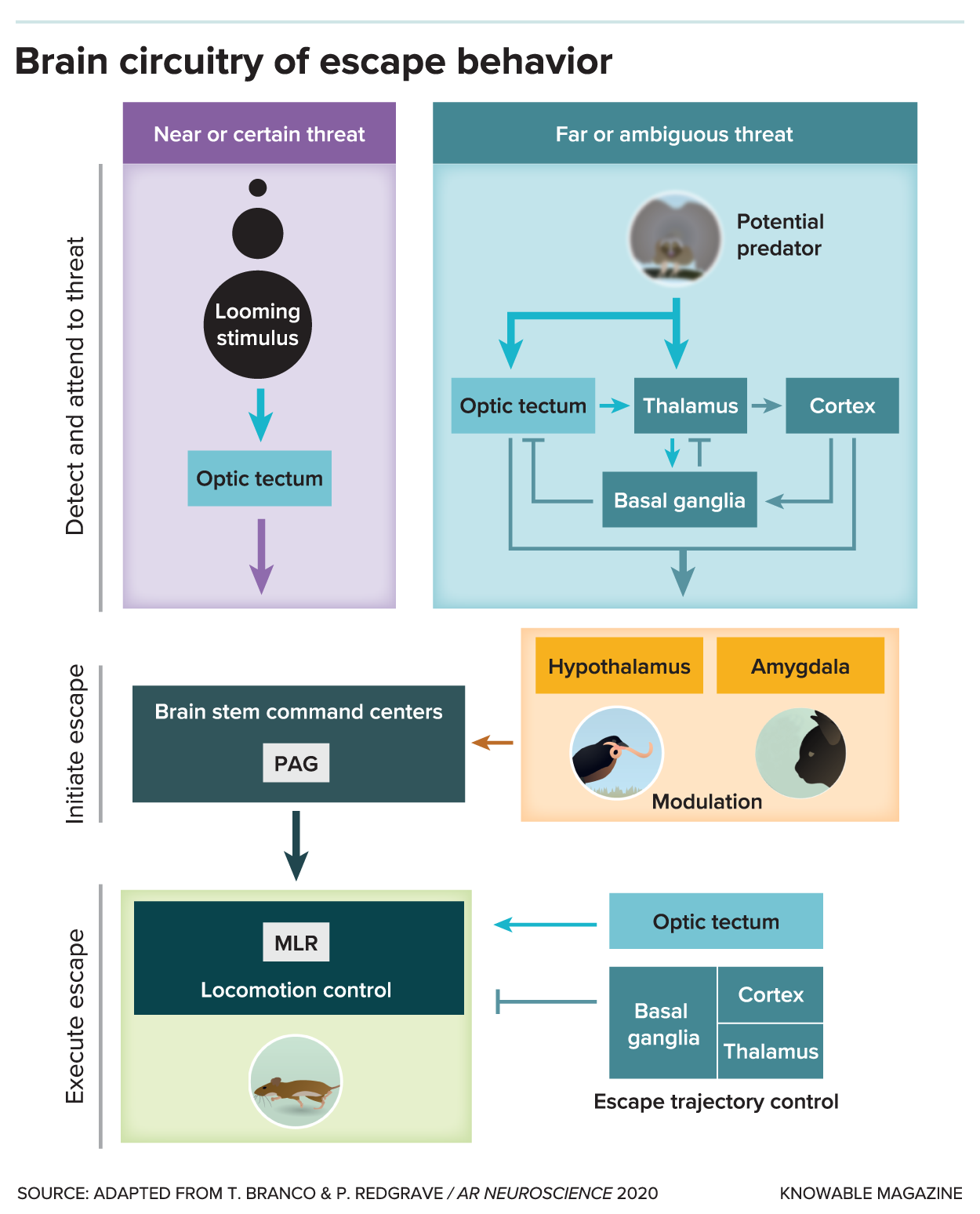 Brain circuitry of escape behaviour graphic