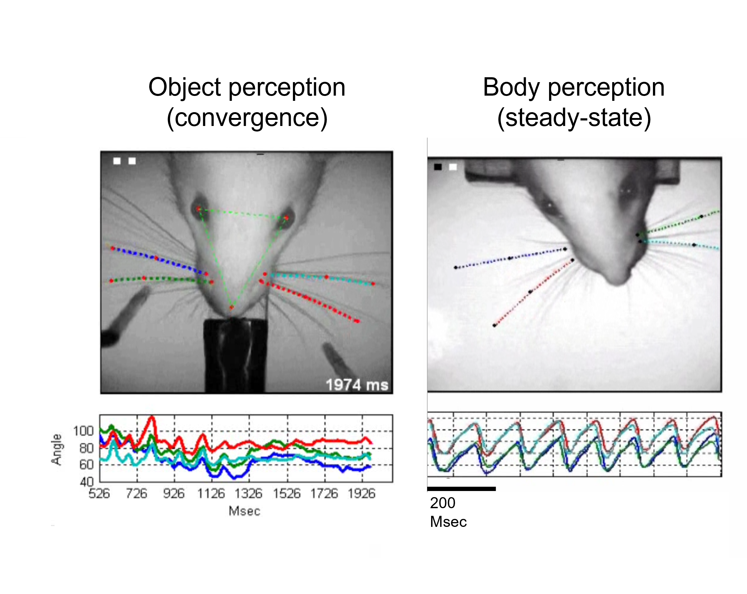 Ehud Ahissar research image 2