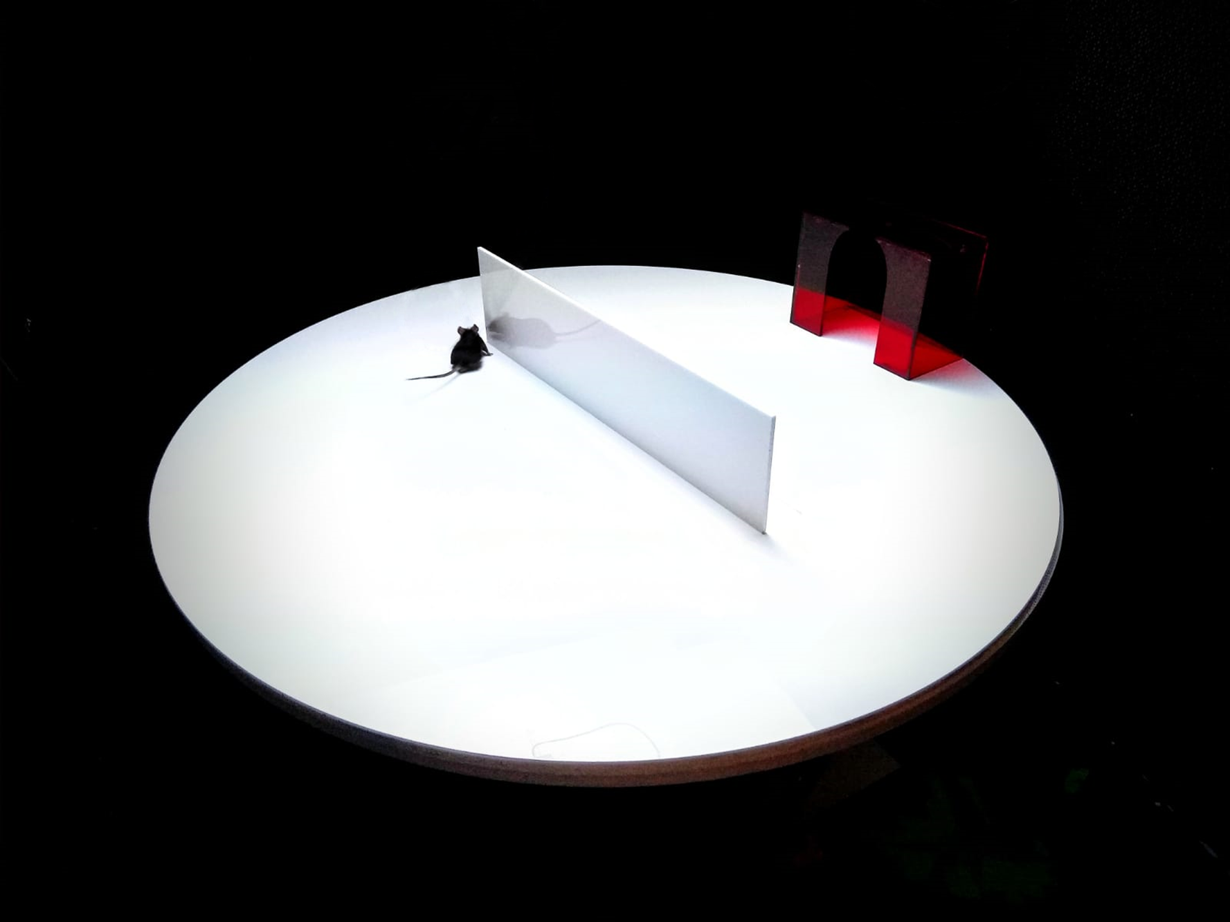 Mouse exploring the environment to learn how to navigate around an obstacle in the way to a shelter