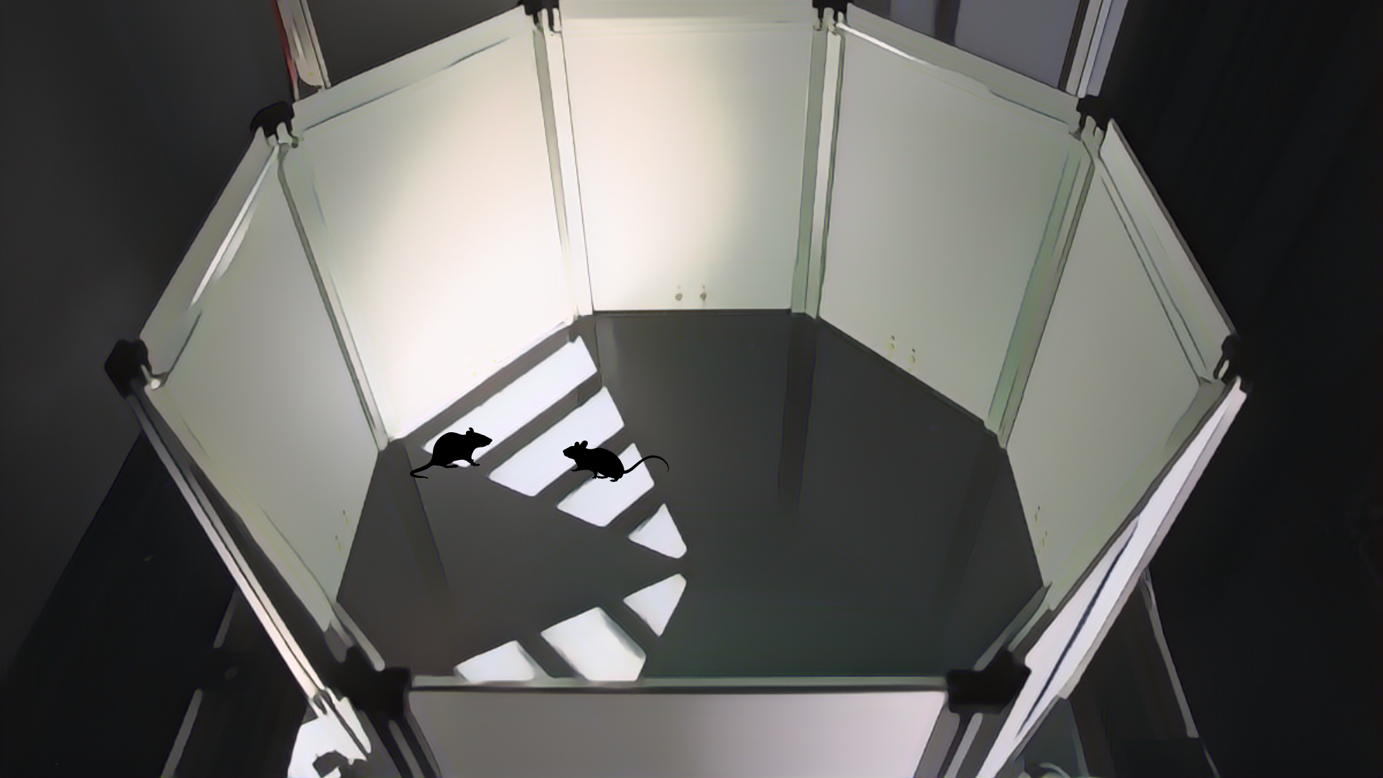 Representation of the octagon arena.