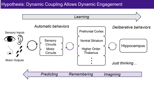 Diagram showing processes and areas of the brain involved in thinking and doing.