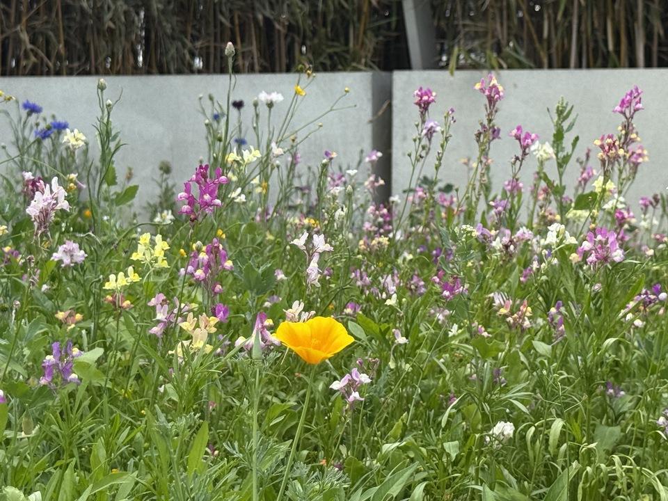 A photo of the SWC rooftop wild flower meadow in bloom