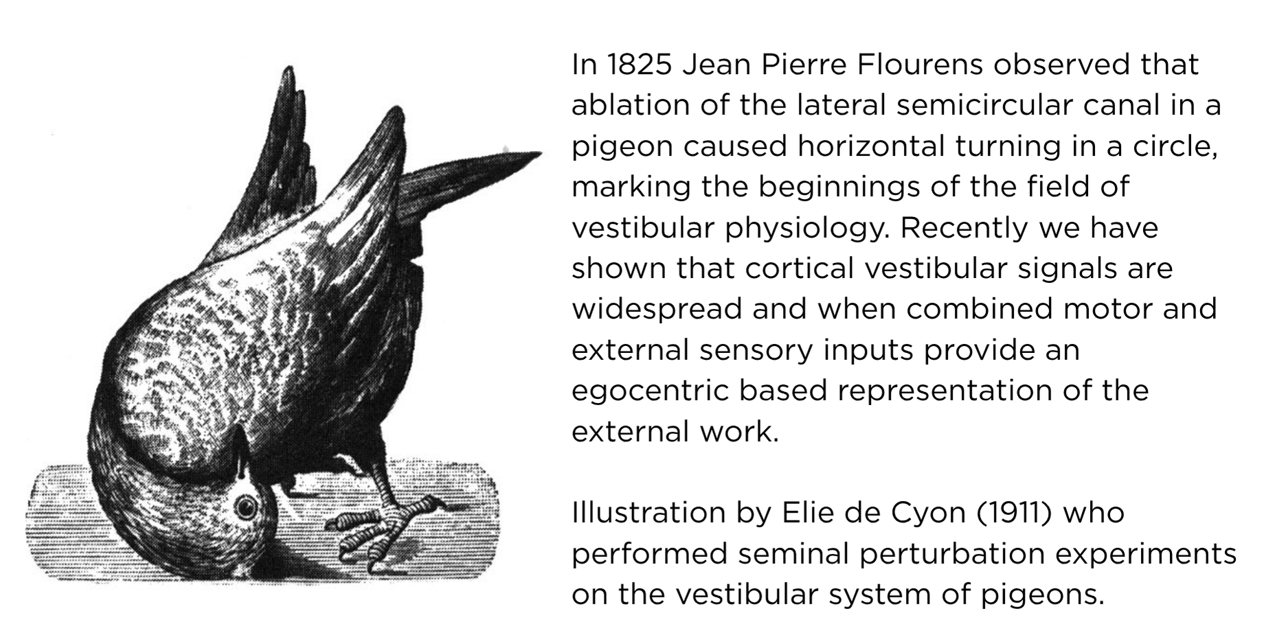 In 1825 Jean Pierre Flourens observed that ablation of the lateral semicircular canal in a pigeon caused horizontal turning in a circle, marking the beginnings of the field of vestibular physiology. Recently we have shown that cortical vestibular signals are widespread and when combined motor and external sensory inputs provide an egocentric based representation of the external work. Illustration by Elie de Cyon (1911) who performed seminal perturbation experiments on the vestibular system of pigeons.
