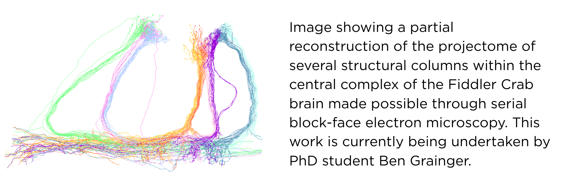 Image showing a partial reconstruction of the projectome of several structural columns within the central complex of the Fiddler Crab brain made possible through serial block-face electron microscopy. This work is currently being undertaken by PhD student Ben Grainger.