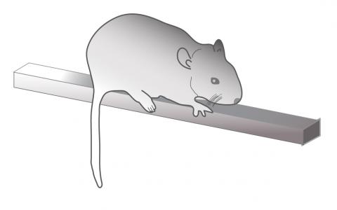 Mouse Balance Beam