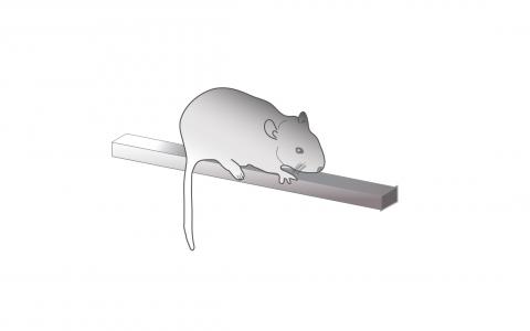 Mouse on a balance beam