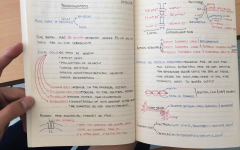 Neuroscience Notebook