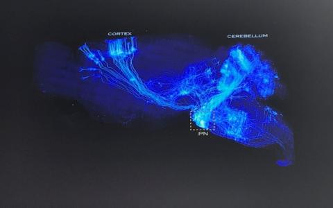 Image of the cortex and cerebellum - Adam Hantman