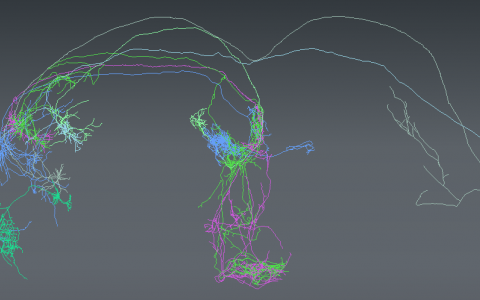 3D neurons