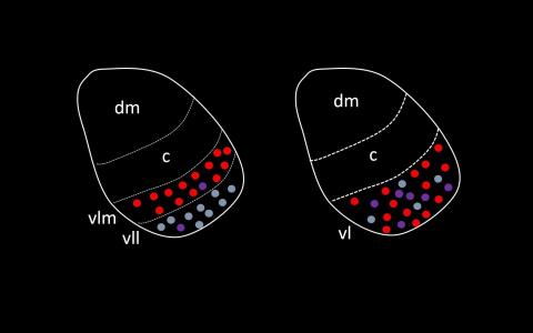 Sexual dimorphism in VMHvl