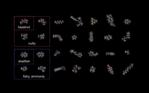 Odour molecules