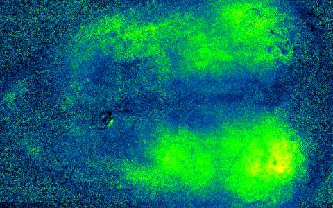 Calcium activity waves play across dorsal cortex