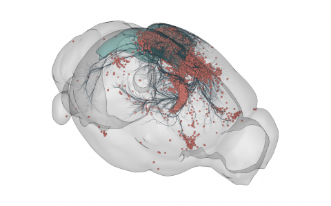 3D rendering of labelled mouse brain cells detected by cellfinder (coral), visualised alongside anatomical tracing data (blue) from the Allen Mouse Brain Connectivity Atlas