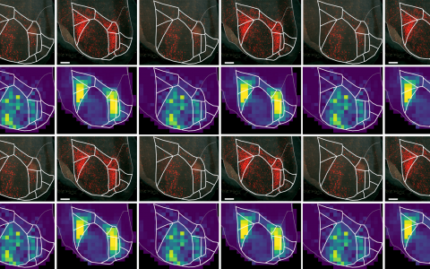 Mouse primary and higher visual areas seen from the top. Sonja Hofer and her team at the SWC are trying to uncover the precise organisation and function of a higher-order thalamic nucleus called the pulvinar, which is the largest thalamic area in humans and is strongly interconnected with the part of the cerebral cortex responsible for vision. 