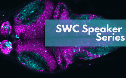 Zebrafish brain with SWC Speaker Series text banner