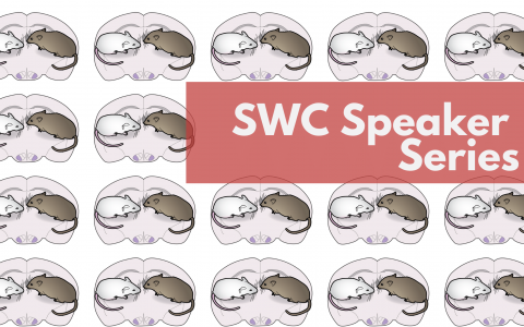Illustration of brains and two rodents with text overlaid "SWC Speaker Series"
