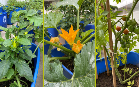 Pepper, courgette, and tomato in recycling bin planters at SWC courtyard