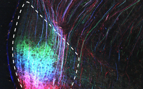 Hofer lab Neuron 2021 press release banner