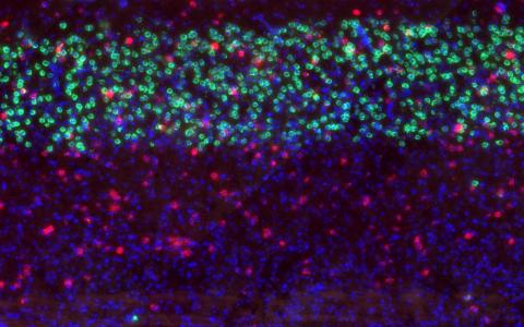Kanamori et al Neuron paper brain slice