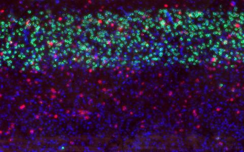 Kanamori et al Neuron paper brain slice