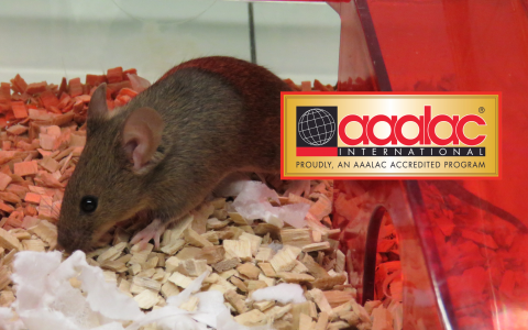 AAALAC International Accreditation logo with mouse as background image