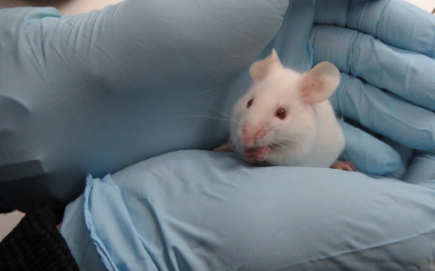 Mouse being held by NRF team member wearing blue gloves