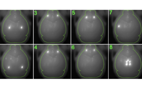 Images showing Zapit targeted stimulation light to 8 different ’stimulus’ patterns consisting of different bilateral and unilateral target points