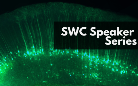 Image of green layer 5 pyramidal cell with text overlaid 'SWC Speaker Series'